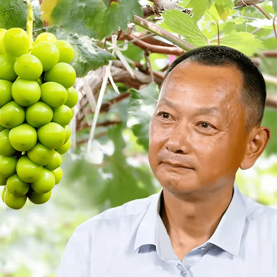67今晚8点丨"民间最牛葡萄育种专家"徐卫东 讲"品种,品质,品牌"融合