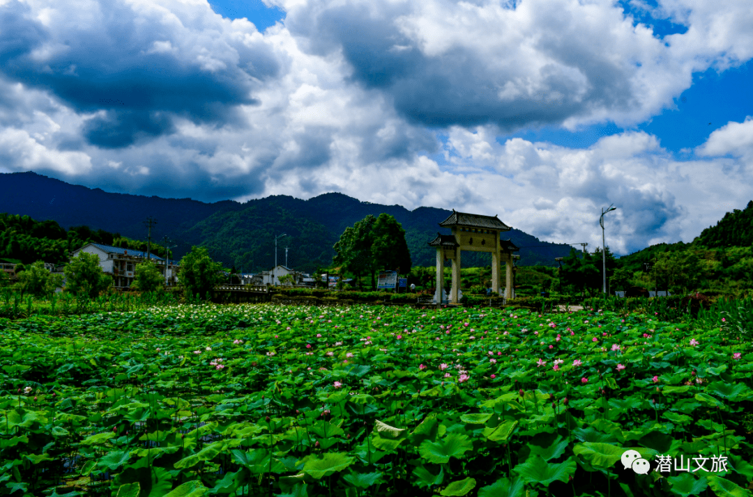 潜山水贵村:田园披绿装 荷花竞绽放_官庄镇_李宝_景象