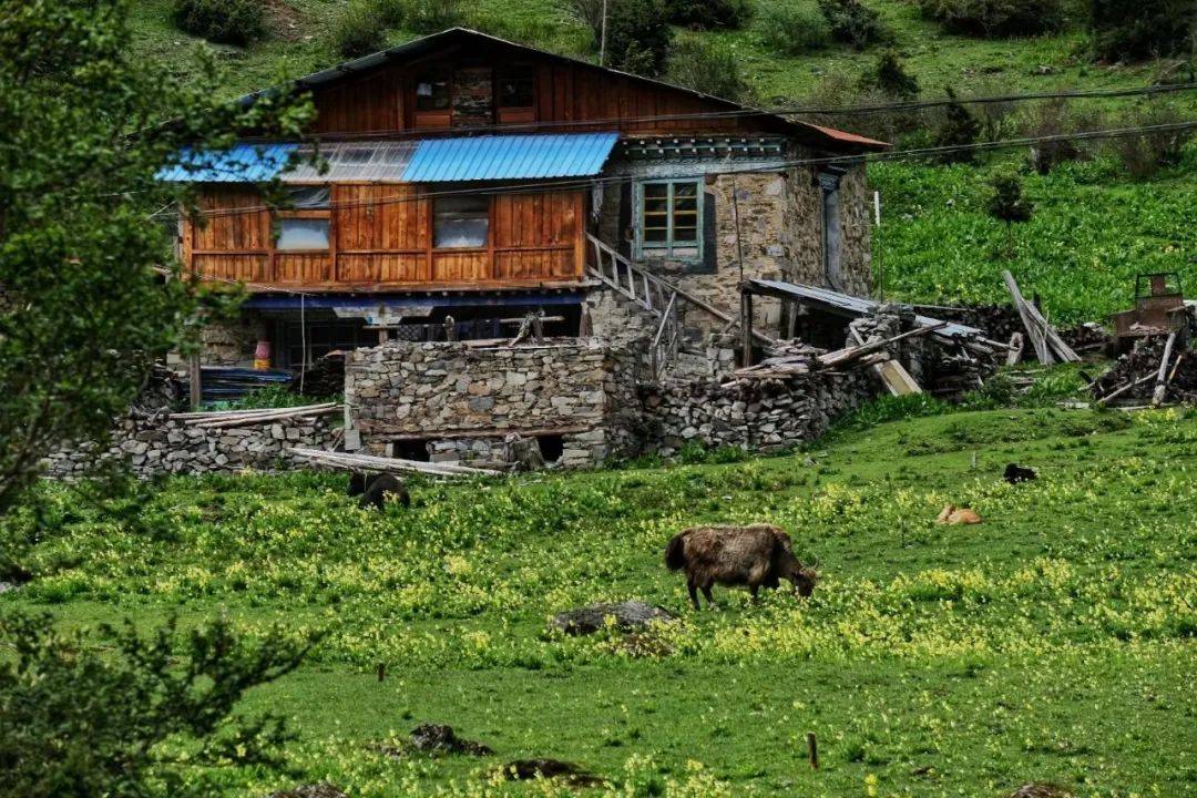 扎日乡_肖枫_夏天