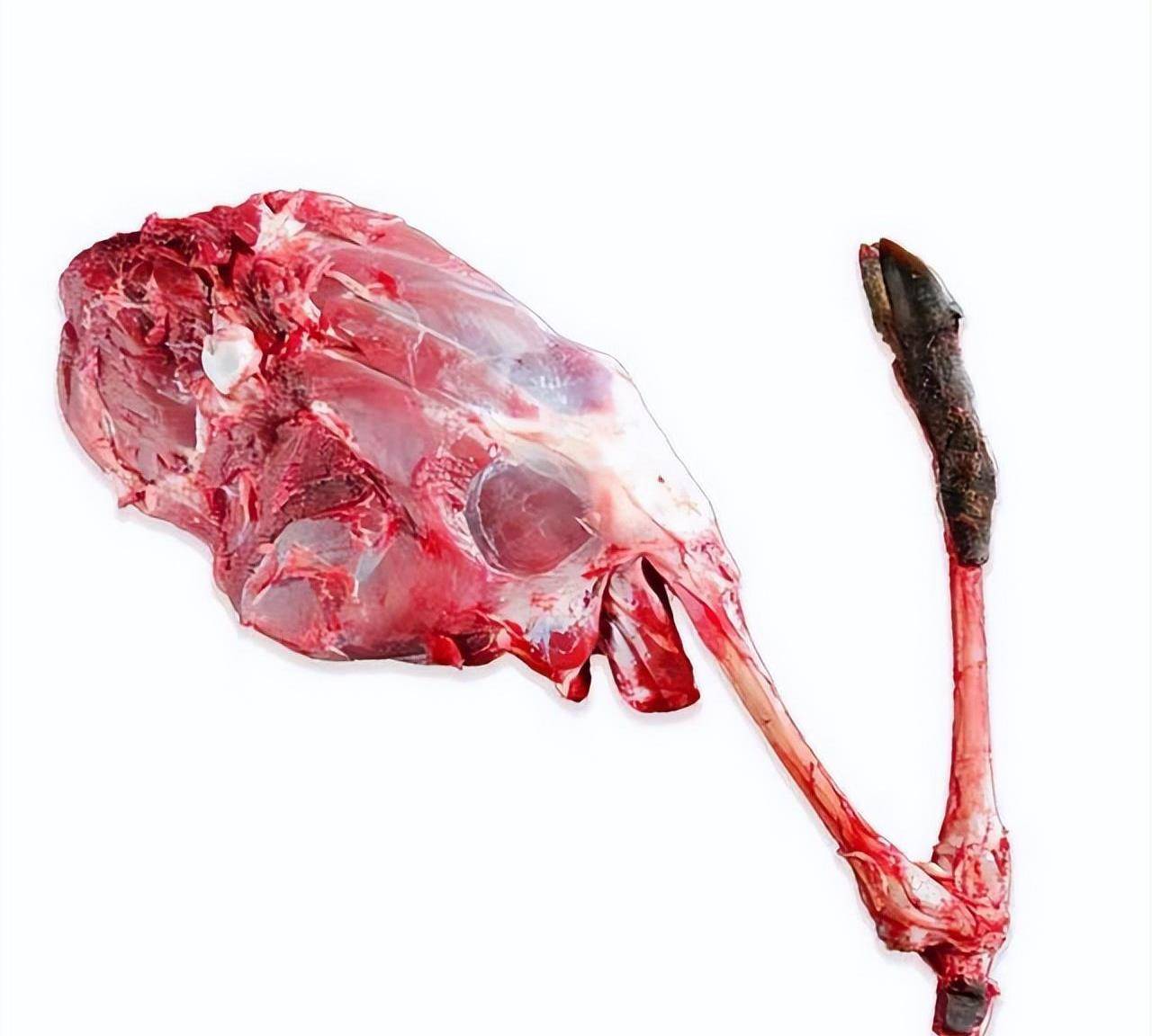 人工养殖鹿肉的最好吃的做法,很多人都这样做着吃,口感非常棒_保护