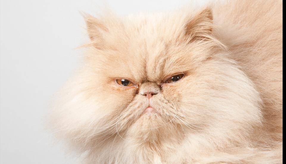 国产猫上榜了耶_猫咪_加菲猫_波斯猫