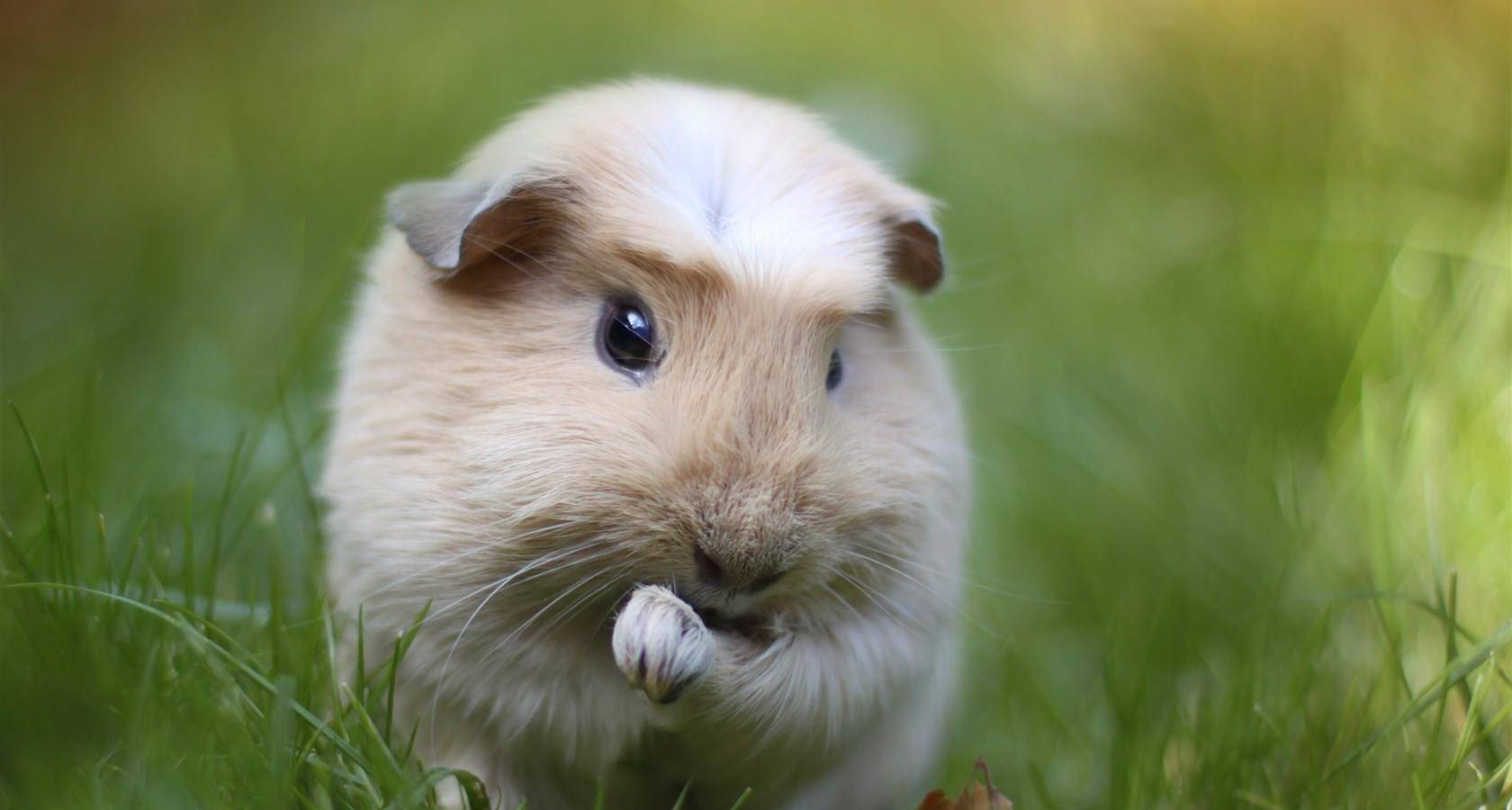 四,松鼠松鼠是一种爱动的小动物,动作敏捷,灵活,顽皮可爱,像一个淘气