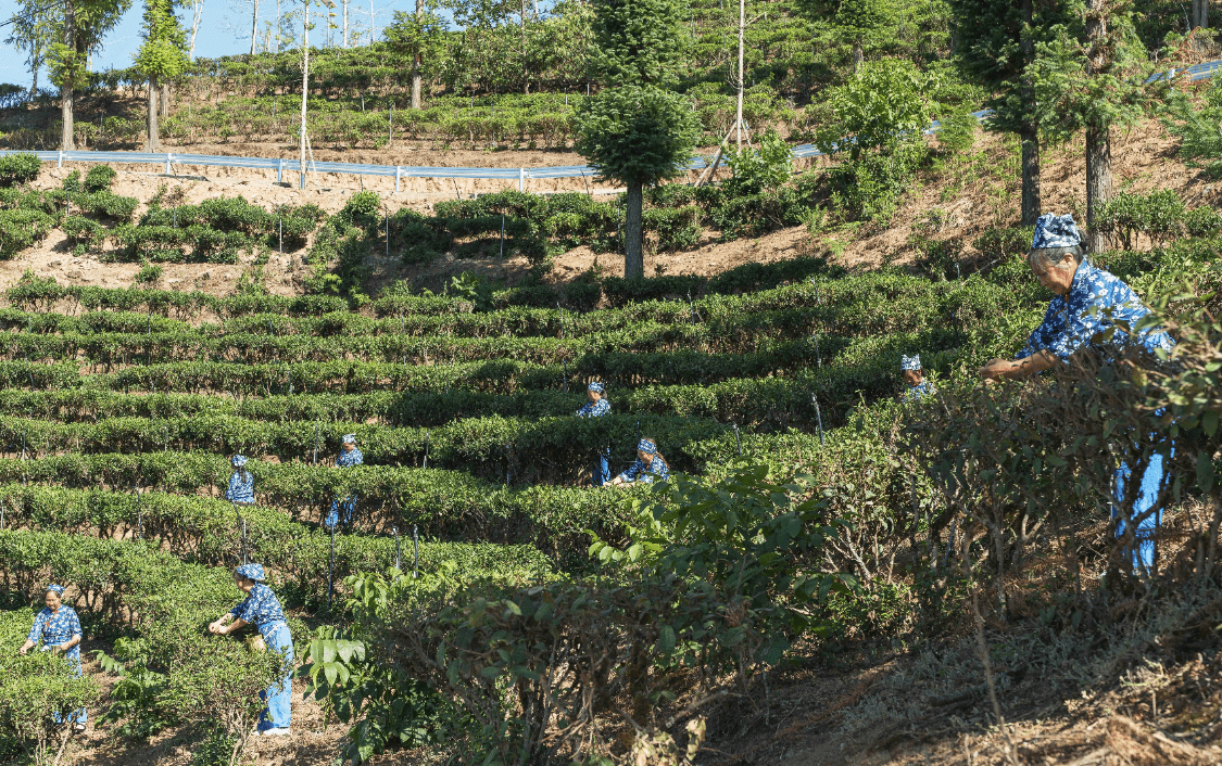 宁南茶岭 幸福的一道美丽折痕 这不是唱的赞歌 是凉山神一般存在