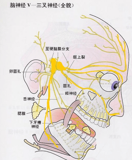 下颌神经线位置示意图图片