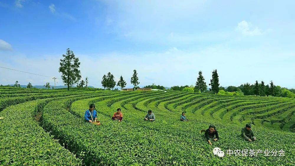 多彩茶乡丨四川旺苍:游"中国黄茶之乡"享蜀道茶旅