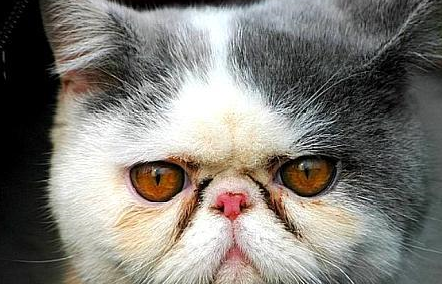 大脸盘子,扁鼻子,圆脑袋,身体圆,短毛版的波斯猫—异国短毛猫_猫咪