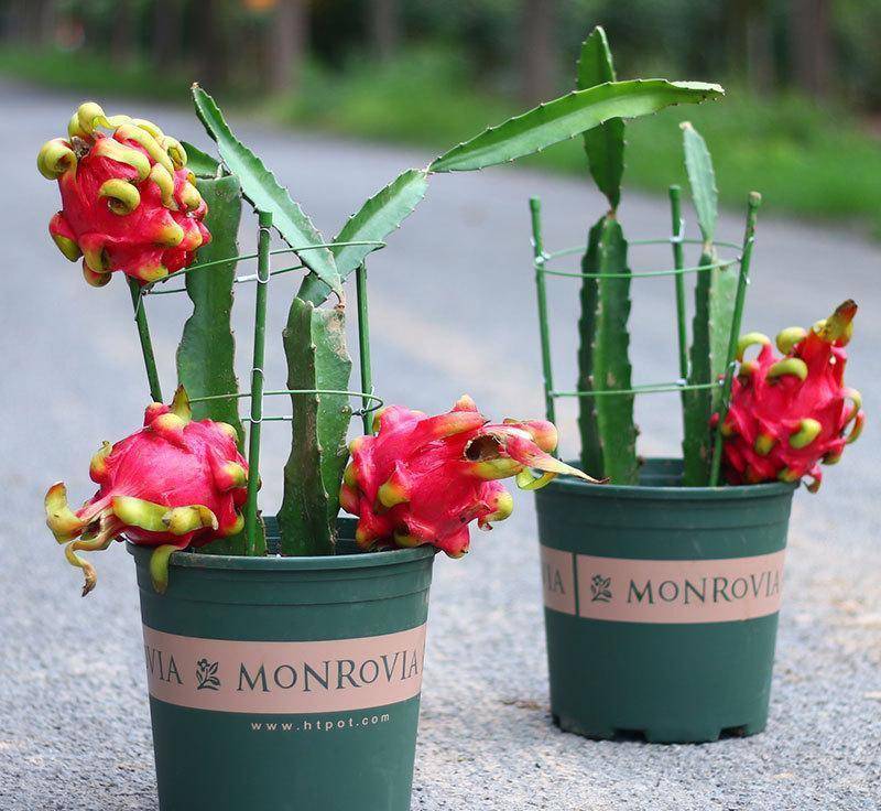 火龙果盆栽如何养护?方法简单易学,容易见效!_朋友_种植_果肉