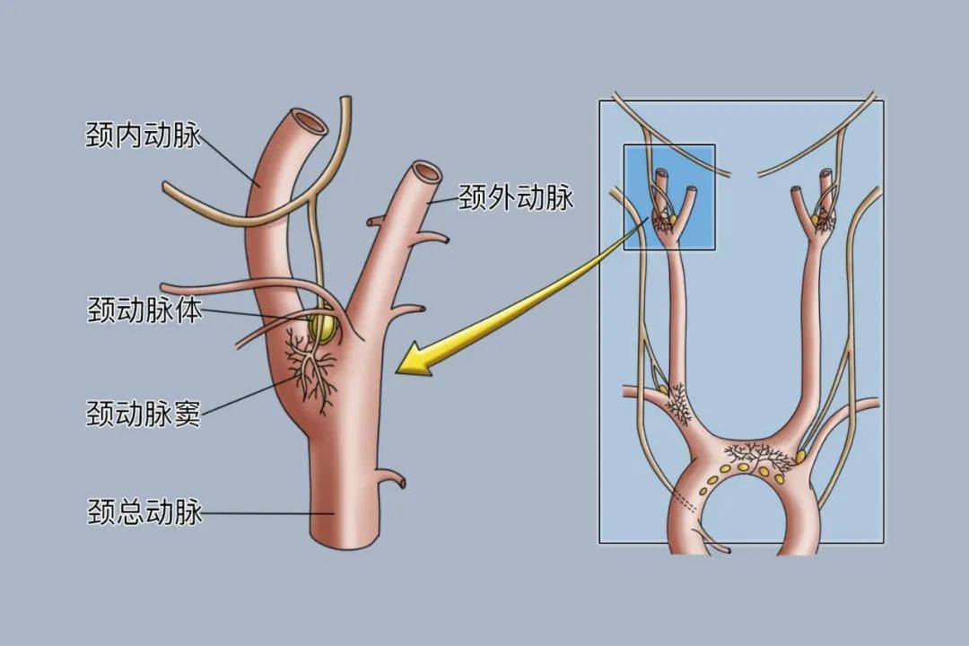 颈部血管:颈外静脉和颈内静脉的解剖结构