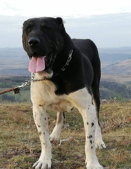 四,中亚牧羊犬中亚牧羊犬主要分布在我国与俄罗斯交界处,这种獒犬最早