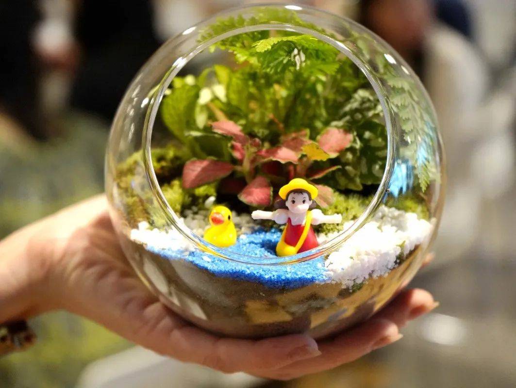 宝能科技园微景观diy活动——打造属于你的一方天地_植物_生活_园区
