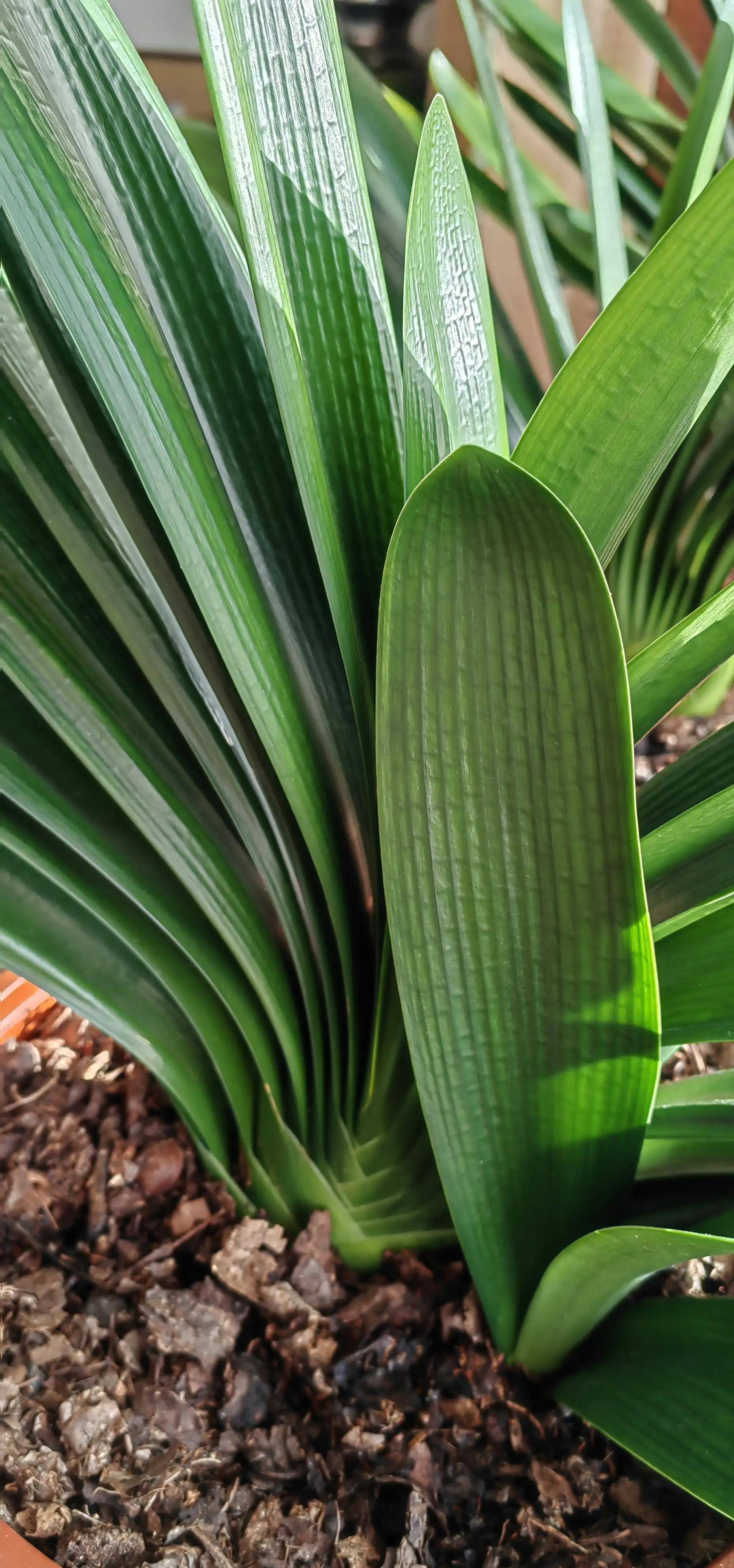 我所知道的"大桥君子兰"
