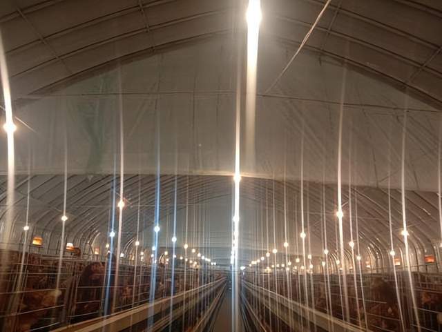 通风专题|规模蛋鸡场夏季鸡舍通风常见误区(四):挡风帘间距!