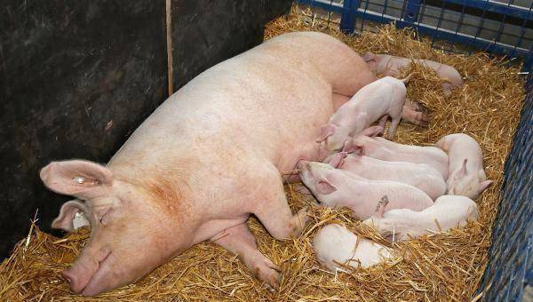 母猪怀孕三个月胎儿图图片