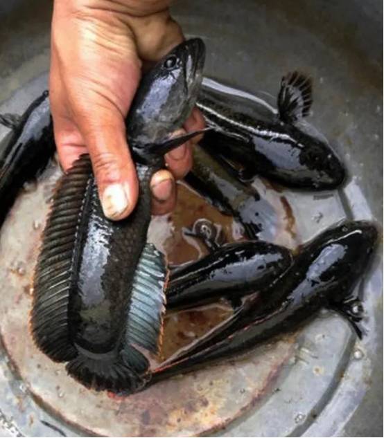 "蛇头鱼"肆虐江河水域!