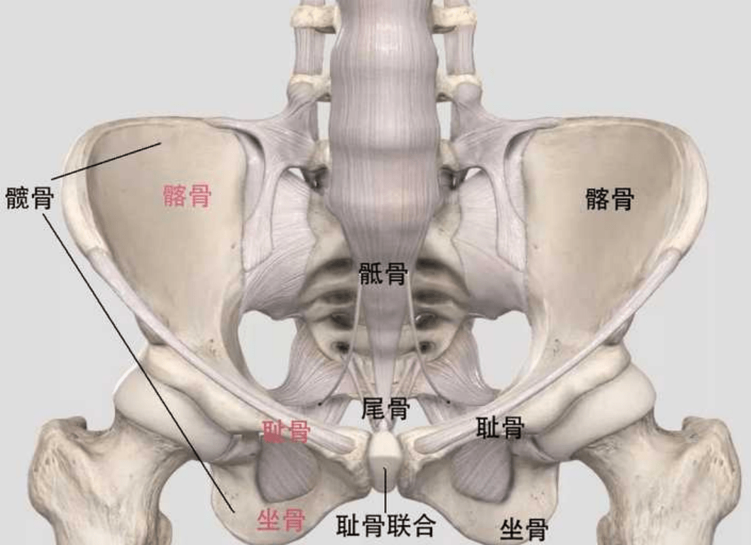 骨盆是由骶骨