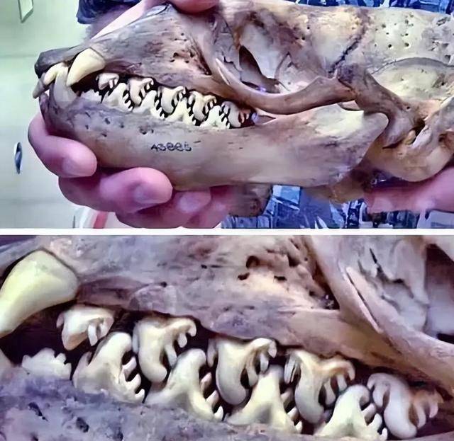 海豹牙手串图片