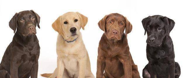 美国眼盲腿残拉布拉多犬喜获爱心人士收养_路易斯_沃克_眼疾