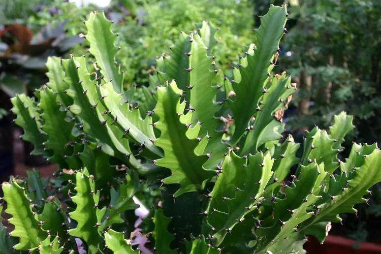 传承千年的中药之宝:龙骨草,健康与草本传奇_保健_功效_成分