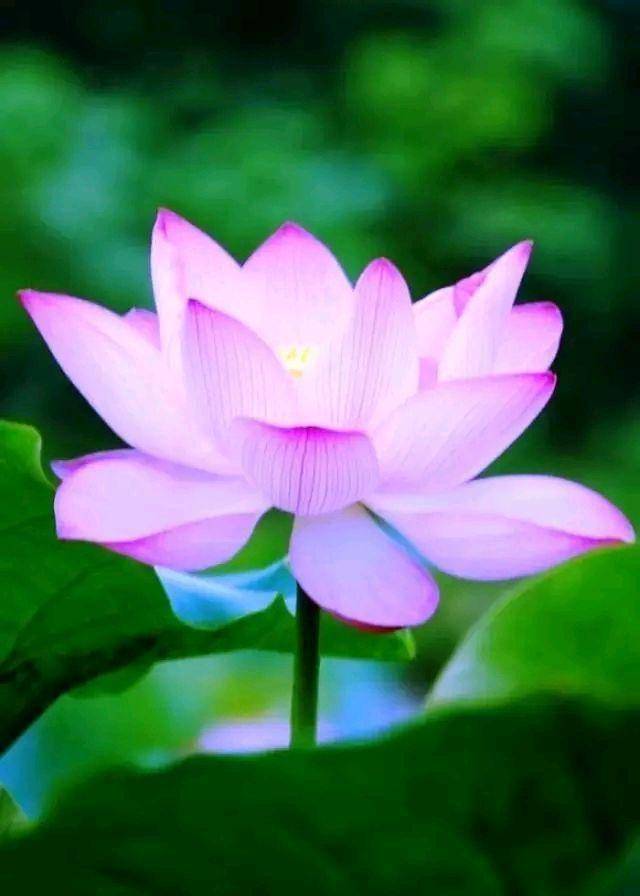 宁静致远少风雨,淡定平和多从容_生活_才能_机会