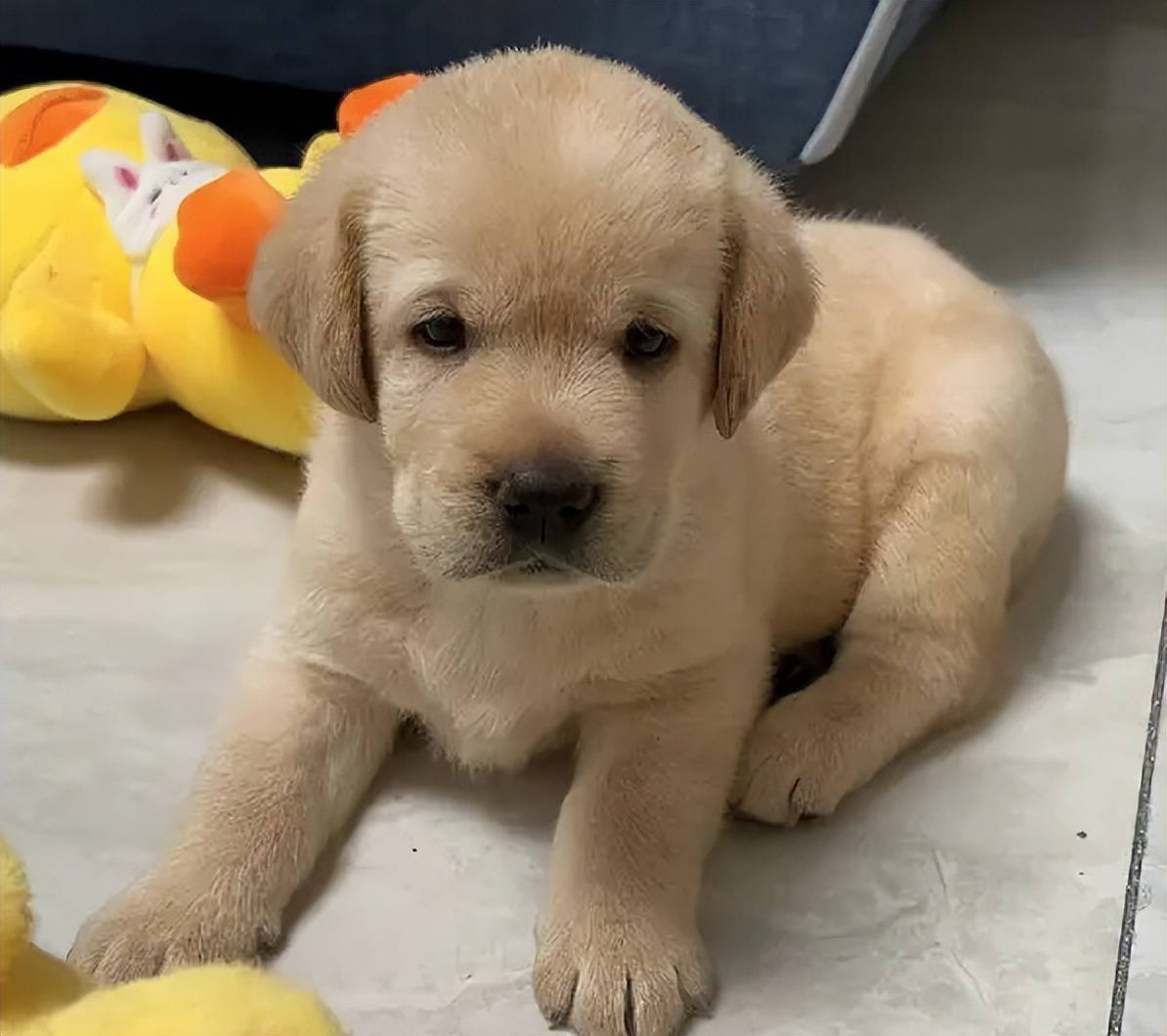 拉布拉多幼犬的狗粮推荐