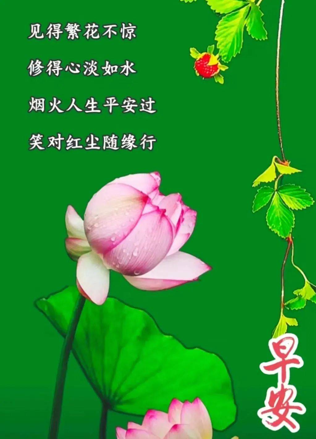 早安阳光图片花朵图片