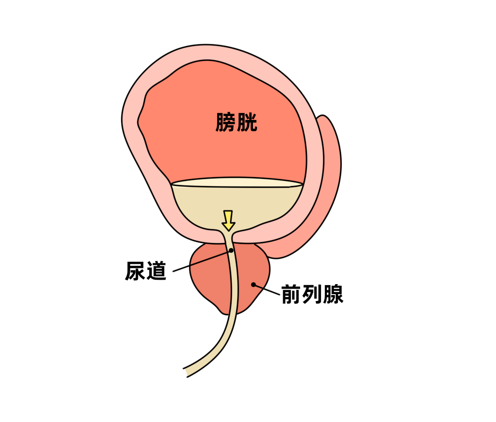 前列腺卡通图片图片