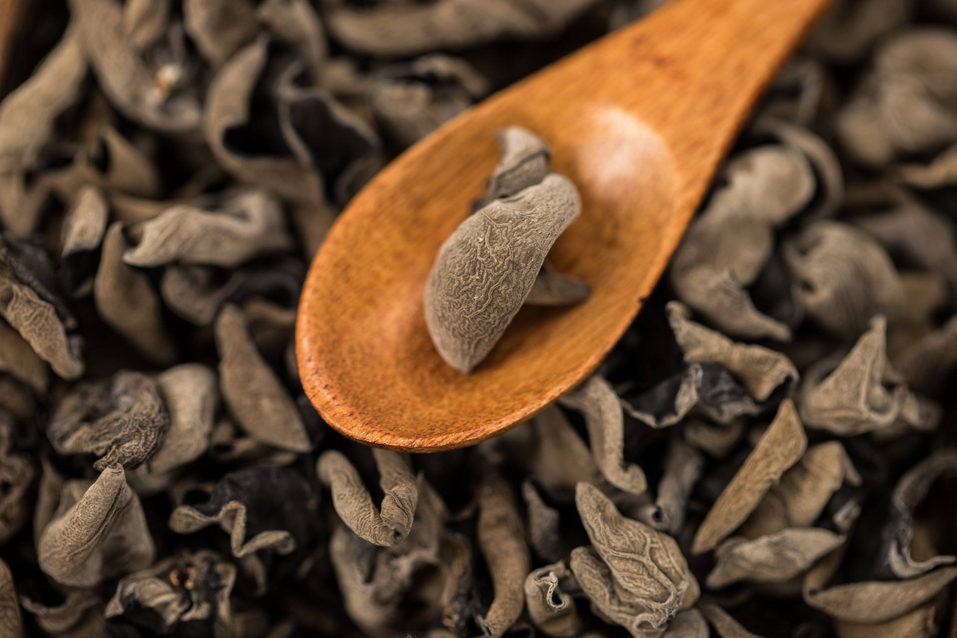 田坤道|关于木耳你都知道哪些品种?