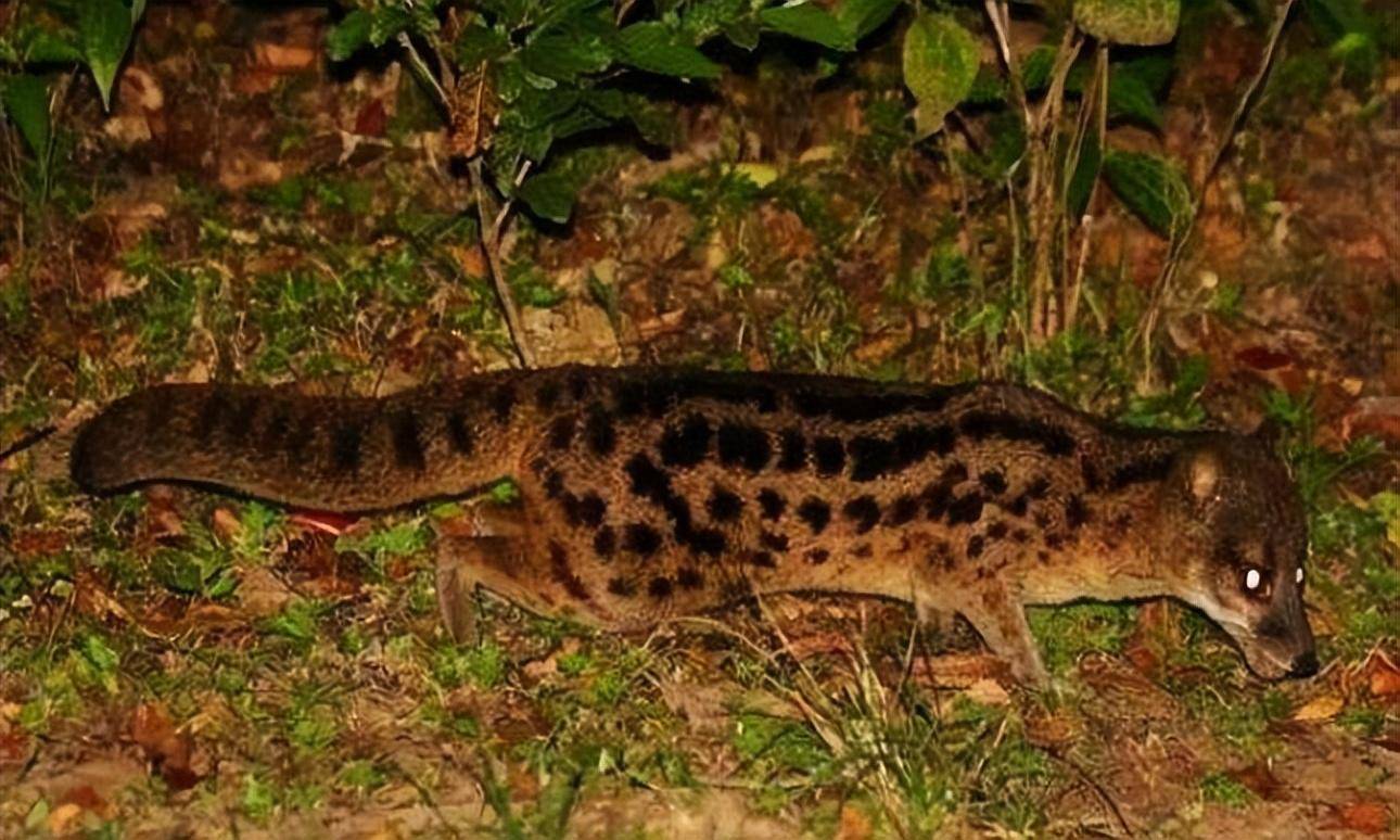 交配时间最长的动物,单次交配长达八小时,马岛缟狸为什么这么猛_繁殖