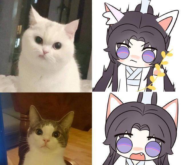 当楚晚宁变成萌猫表情包,这还是晚夜玉衡吗?_猫咪_白猫_墨燃