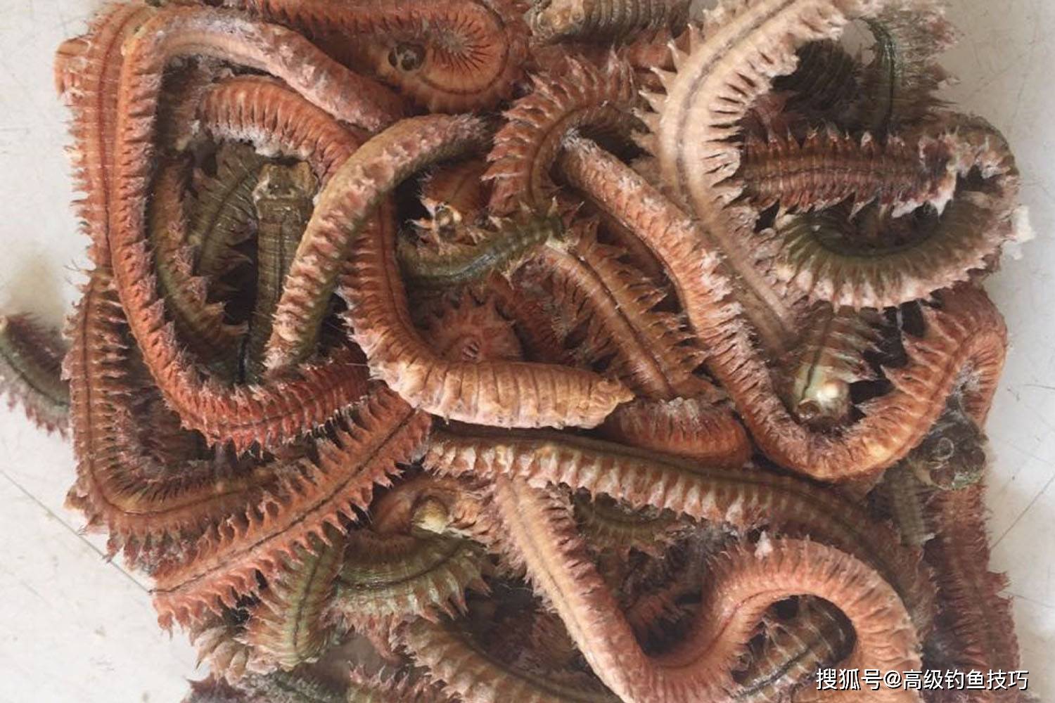 如何用沙蚕钓鱼?沙蚕作为海钓鱼饵的使用技巧_冷丁_海鱼_效果