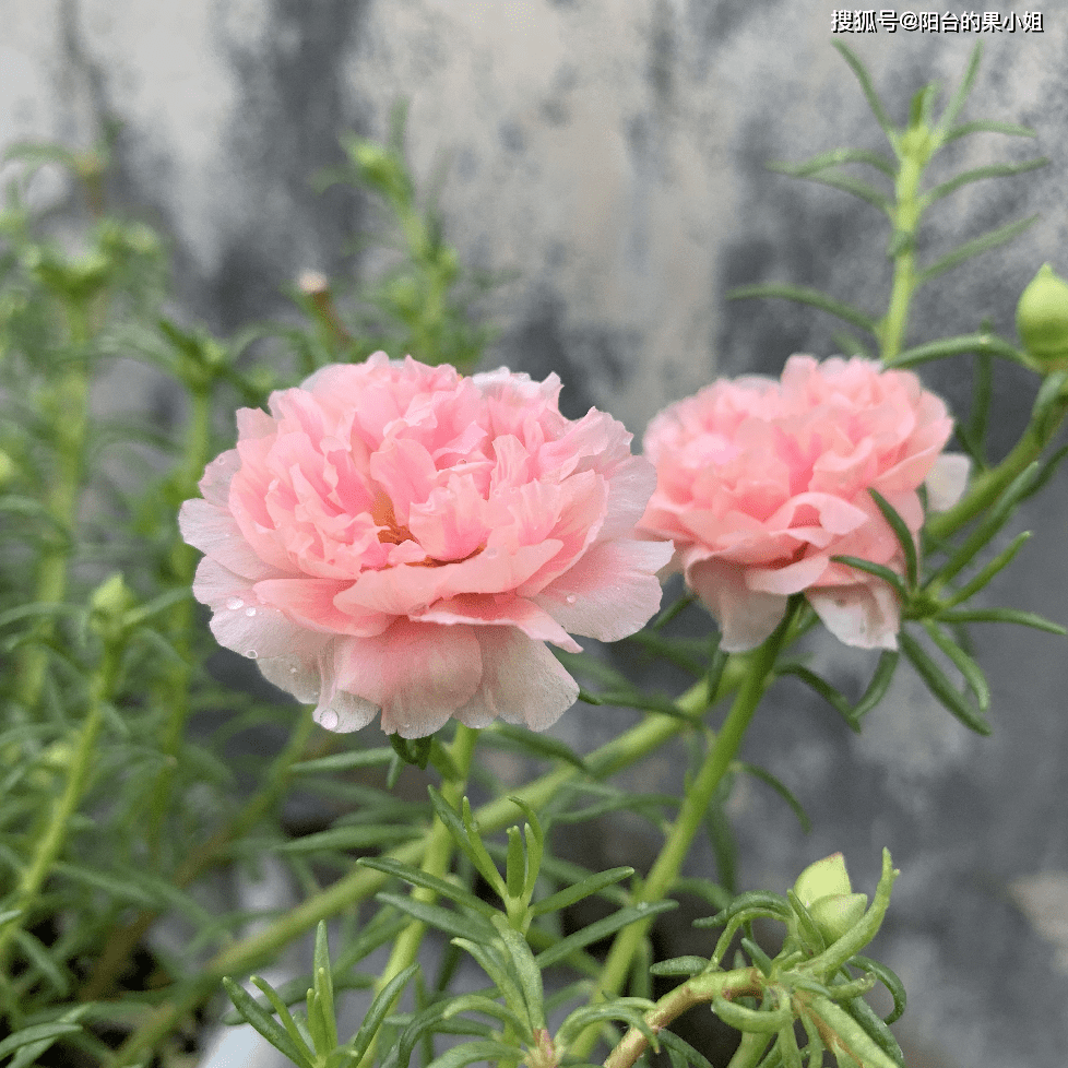 就如这太阳花,最初,我看到的是单瓣花,前几年,我看到的是重瓣花,而