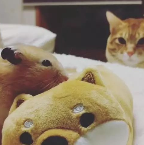 这样的人才能算铲屎官里的人生赢家,你做到了几点?_仓鼠_生活_时候