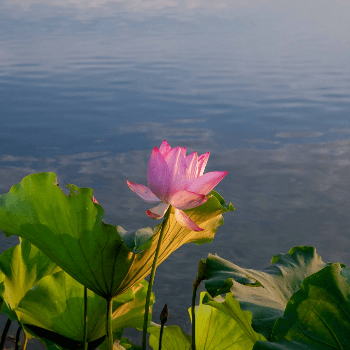 盛夏,光福有不一样的夏天_太湖_绿色_小岛