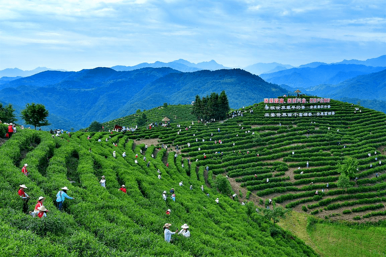 平利茶产业高质量发展示范区打造升级为全省战略!_意见_产业带_目标