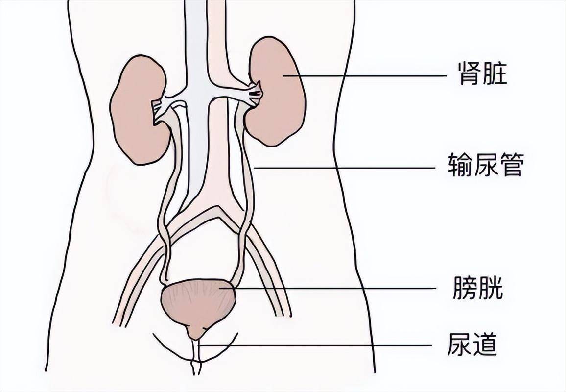 泌尿系统位置图图片