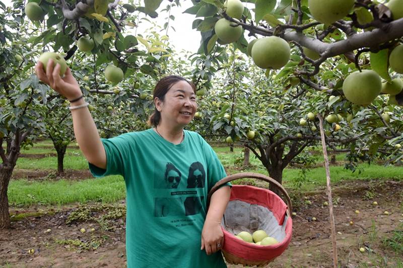 "孟津梨"早熟品种上市 帮助果农增收致富_种植_产业化_会盟镇