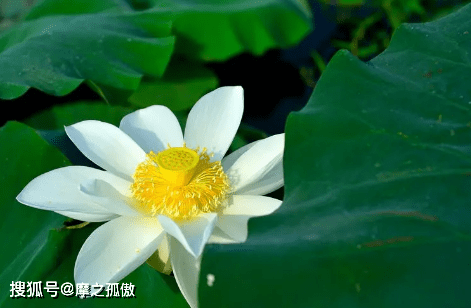星座的排行榜_最常成为小三的星座男排行榜
