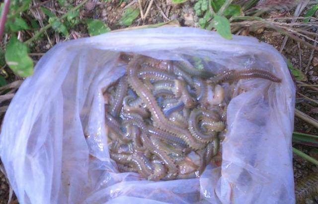 沙蚕能不能用来钓淡水鱼,这样保存及使用,鱼口好得不得了_钓友_钓饵