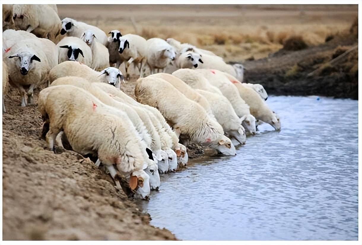 看这里_羊群_饮水_小苏打