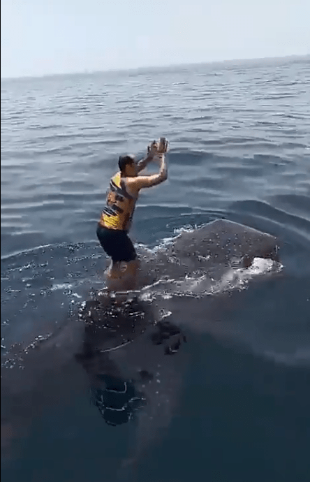 实拍吸盘鱼吸附鲸鲨现场:像在搭乘印度火车_鲨鱼_大鱼_视频