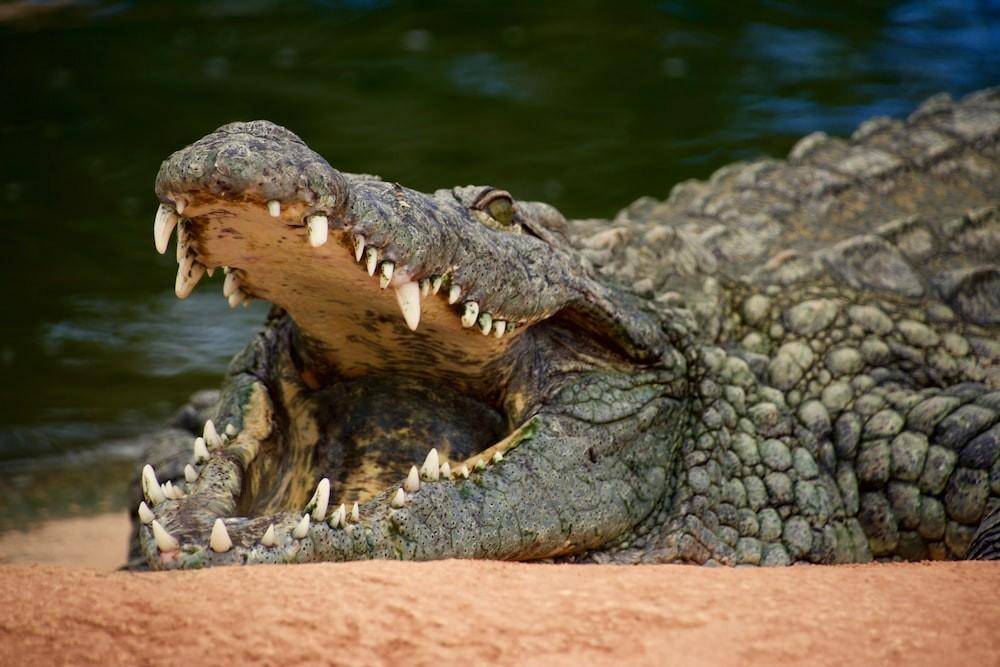 鳄鱼吞食巨蜥,巨蜥反手把毒液注入鳄鱼体内,谁才是真正王者?