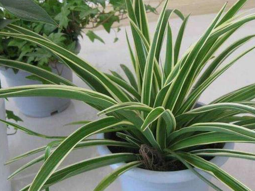 吊兰家家都爱养,这几种"吊兰"都来一盆,家里一道好风景_空气_品种