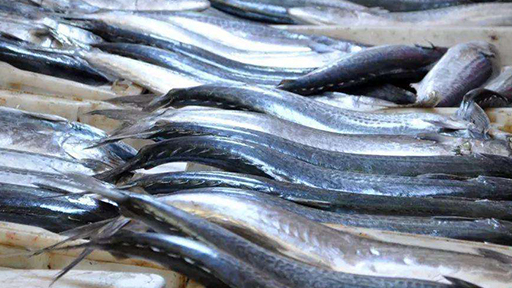 春鲅鱼新鲜上市!不要错过!赶紧开吃!_休渔_肉质_体型