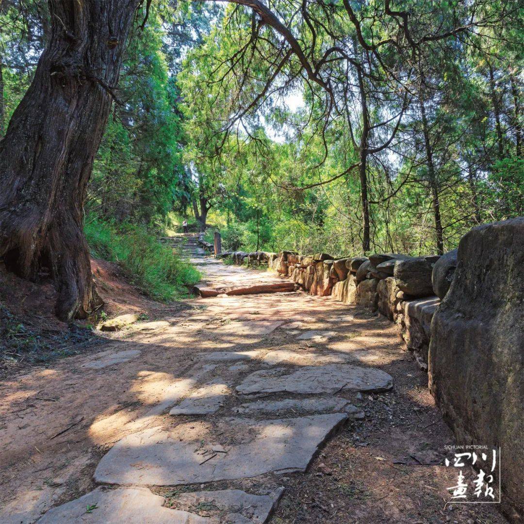 幽幽翠云廊,三百长程十万树_广元_剑阁县_古道