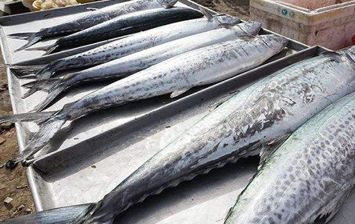 春鲅鱼新鲜上市!不要错过!赶紧开吃!_休渔_肉质_体型