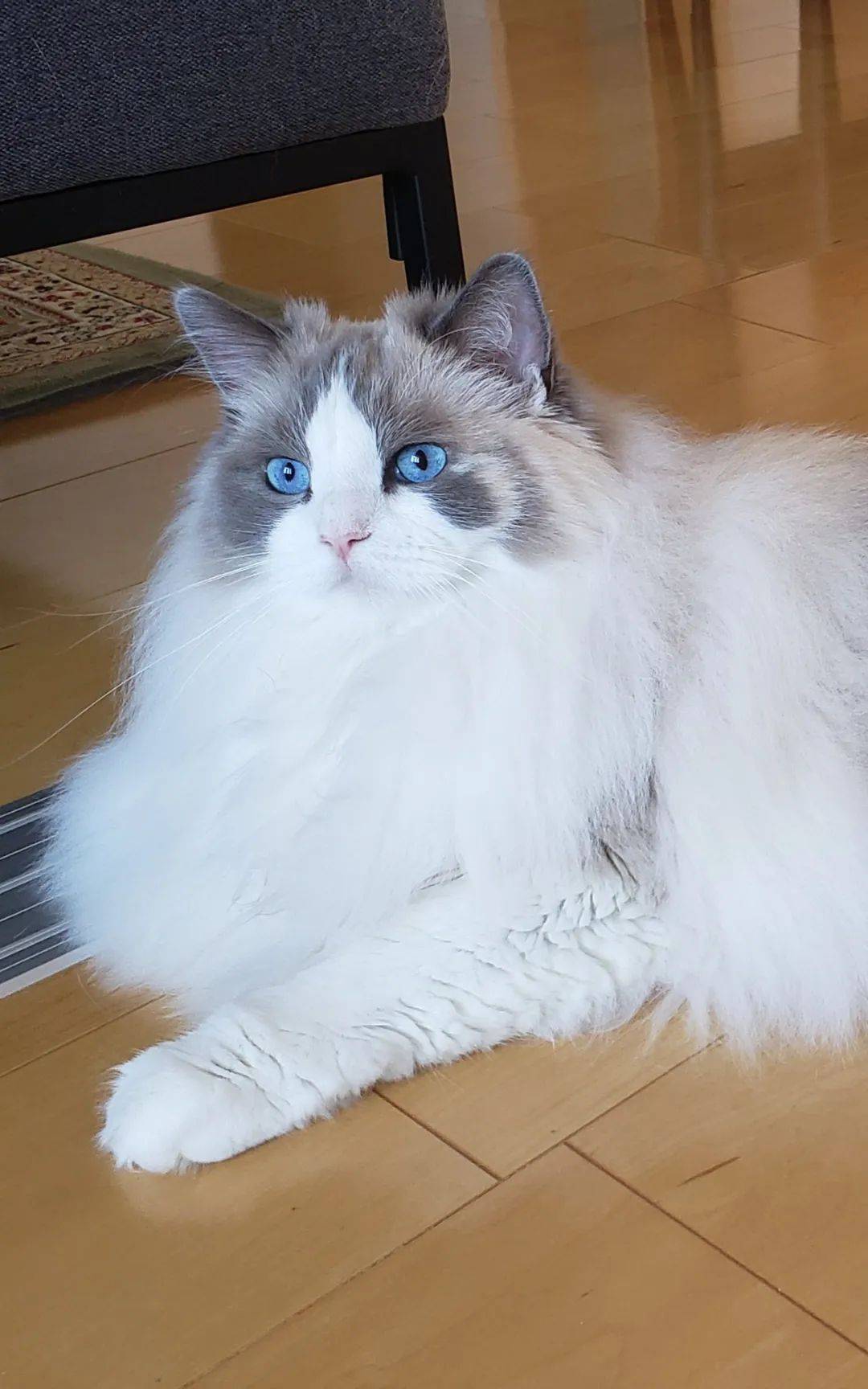 每月300,小伙免费领养布偶猫?结果背上了3万债务._小周_合同_赔偿