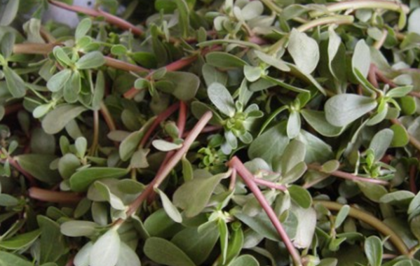 马齿苋_养殖_时候