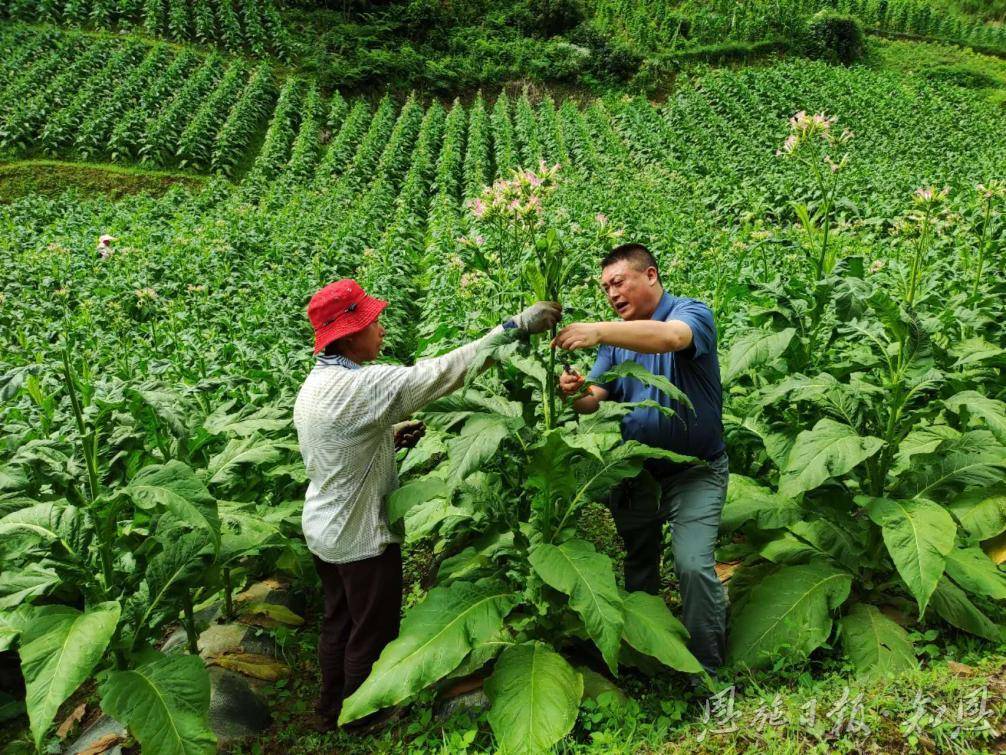 技术人员指导烟叶管理