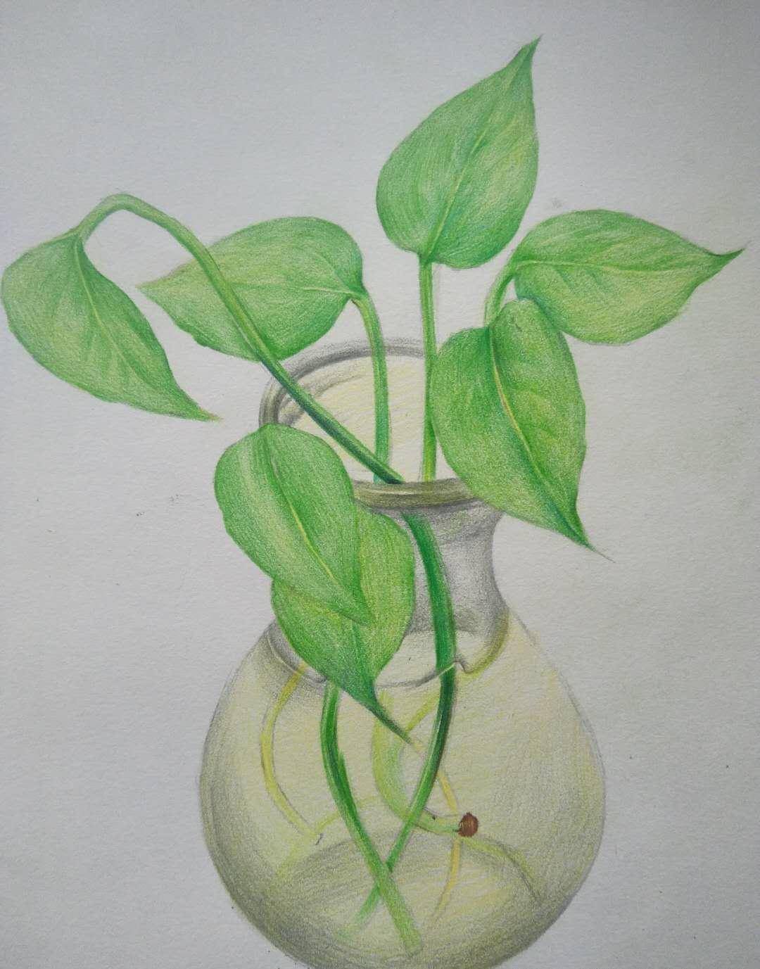 绿萝叶子做的手工画图片