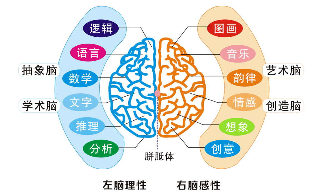 左右脑在头的位置图图片